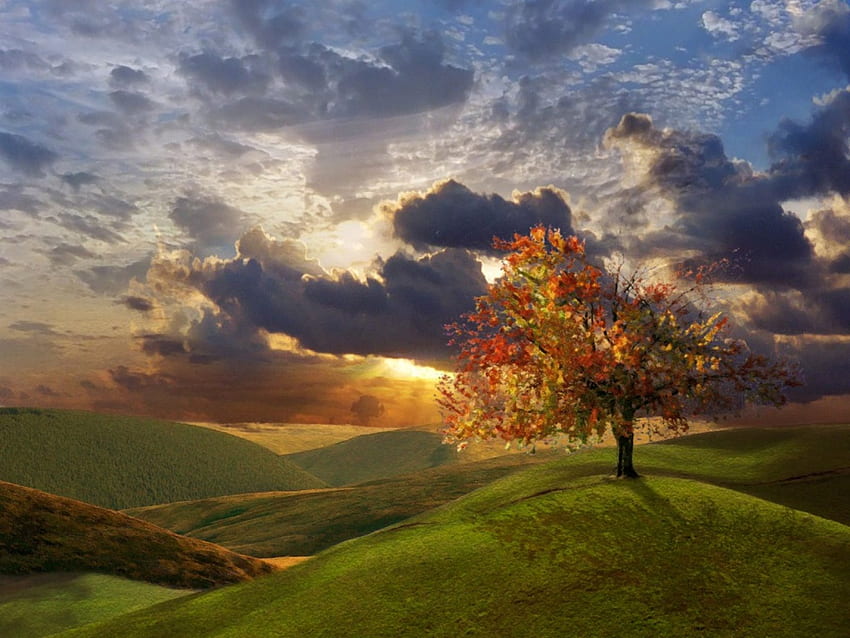 Güneşi karşılama, yalnız sonbahar ağacı, bulutlu gökyüzü, dağlar, gün doğumu HD duvar kağıdı