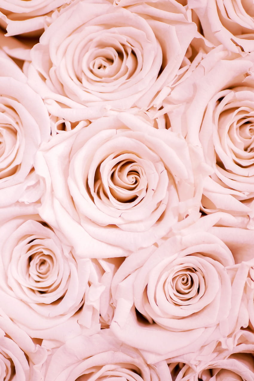 Kisah Kami di tahun 2020. Emas mawar, iPhone merah muda, Perawatan Kulit wallpaper ponsel HD
