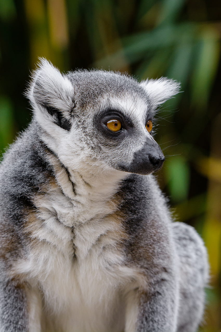 Animais, Visão, Opinião, Vida Selvagem, Lemur Papel de parede de celular HD
