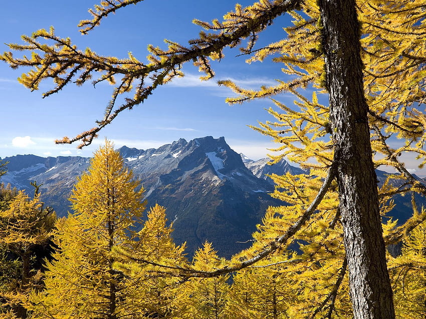 Nature, Trees, Mountains, Autumn, Washington HD wallpaper