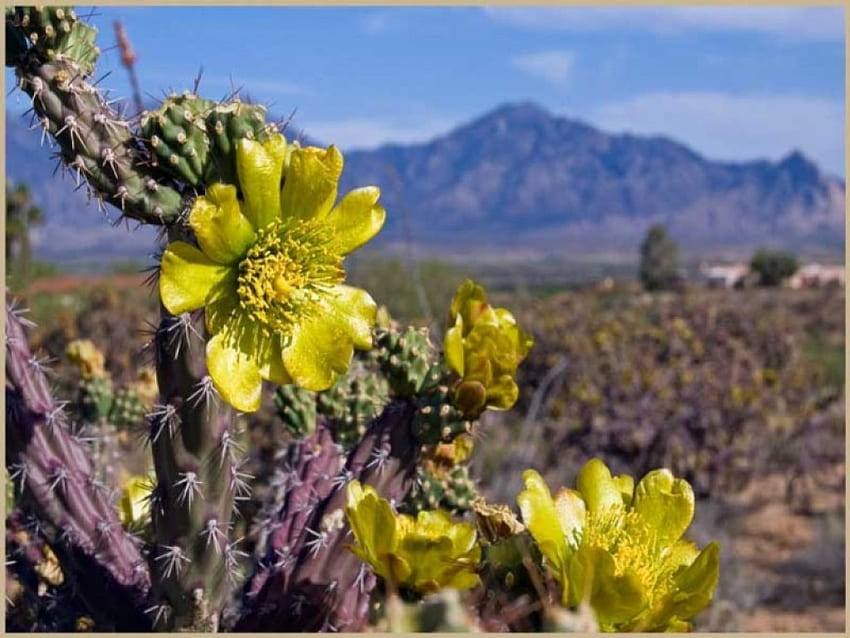 Yellow Cactus Flowers, yellow, desert, nature, flowers, cactus HD wallpaper