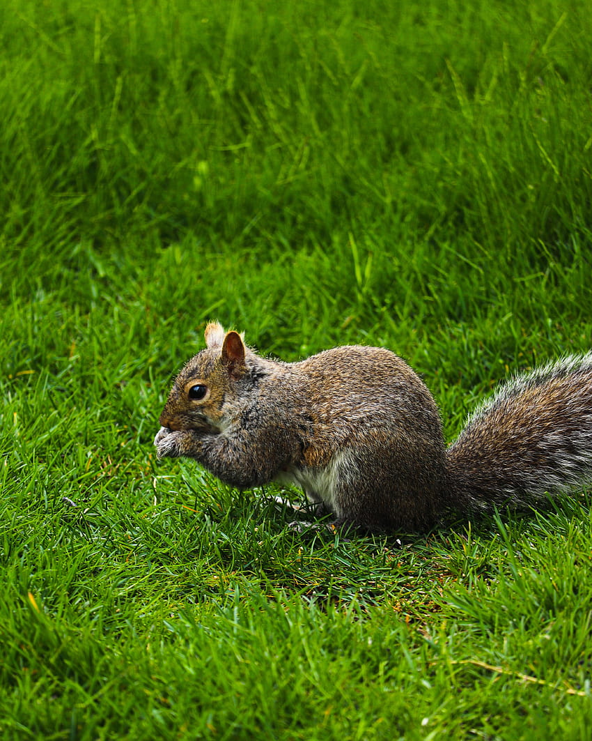 Funny, Animals, Squirrel, Grass, Rodent HD phone wallpaper