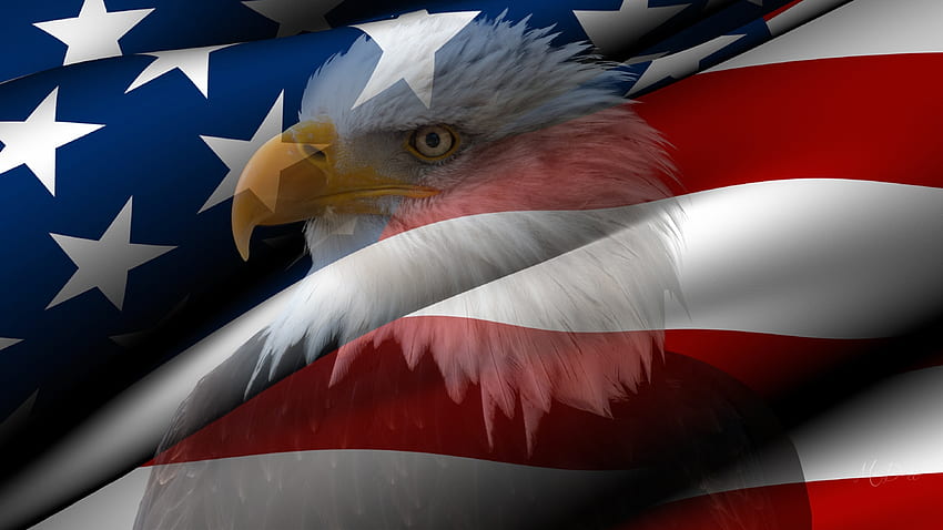 วันประกาศอิสร, วันแห่งความทรงจำ, นก, สหรัฐอเมริกา, สหรัฐอเมริกา, วันธง, วันที่ 4 กรกฎาคม, ธง, แดงขาวและน้ำเงิน, จับแพะชนแกะ, ดาวและลายเส้น, วันทหารผ่านศึก, สหรัฐอเมริกา, นกอินทรีหัวล้าน วอลล์เปเปอร์ HD