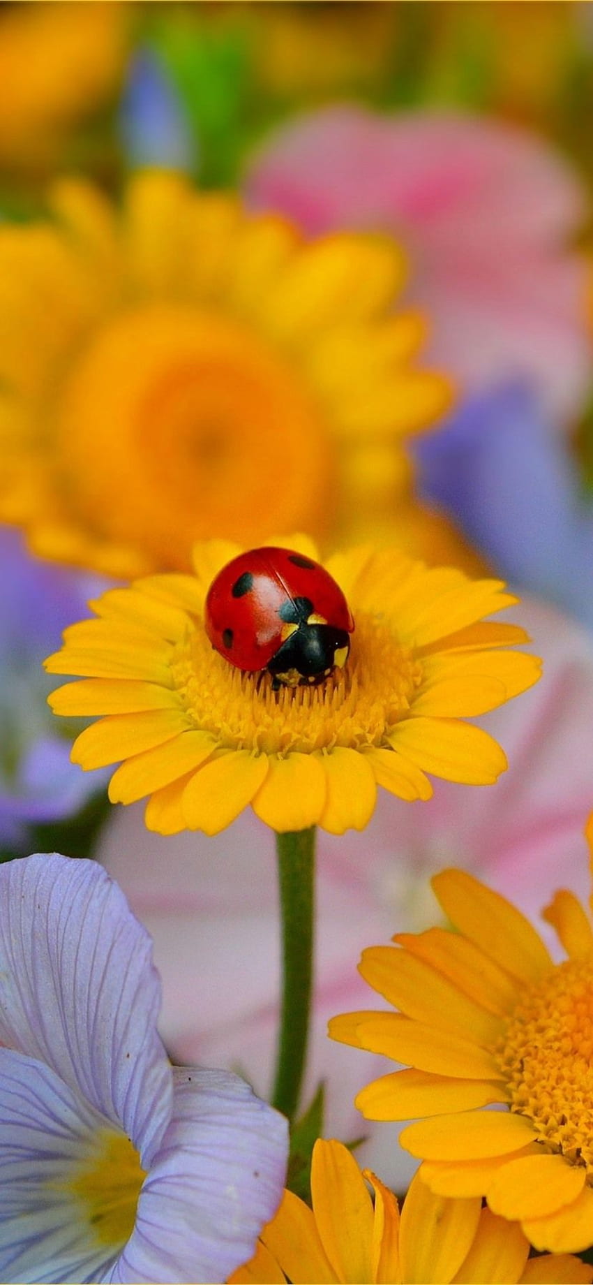 Yellow Flowers, Ladybug, Insect IPhone 11 XR , Background, ,, Ladybug and Butterfly HD phone wallpaper