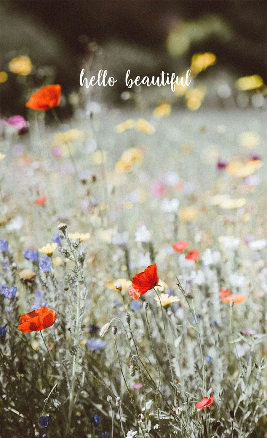 Poppy and wild flower field iPhone , Poppy iphone background