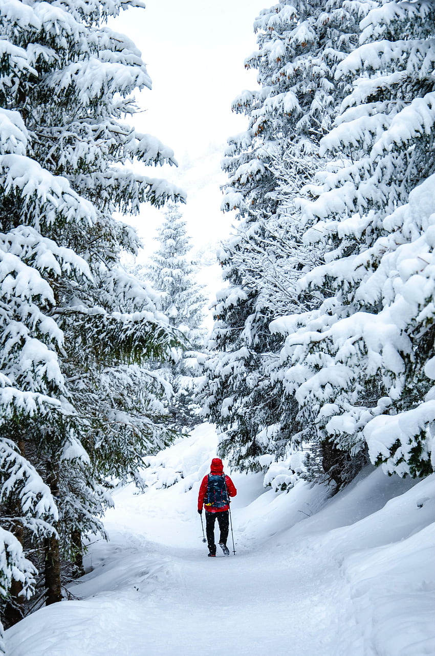 Winter, Trees, Snow, , , Skier HD phone wallpaper