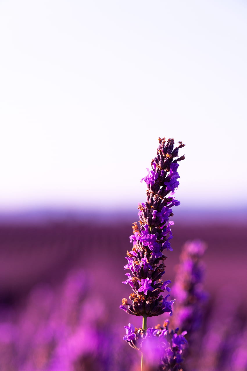 Flowers, Violet, Flower, Blur, Smooth, Purple, Inflorescence, Lavender HD phone wallpaper