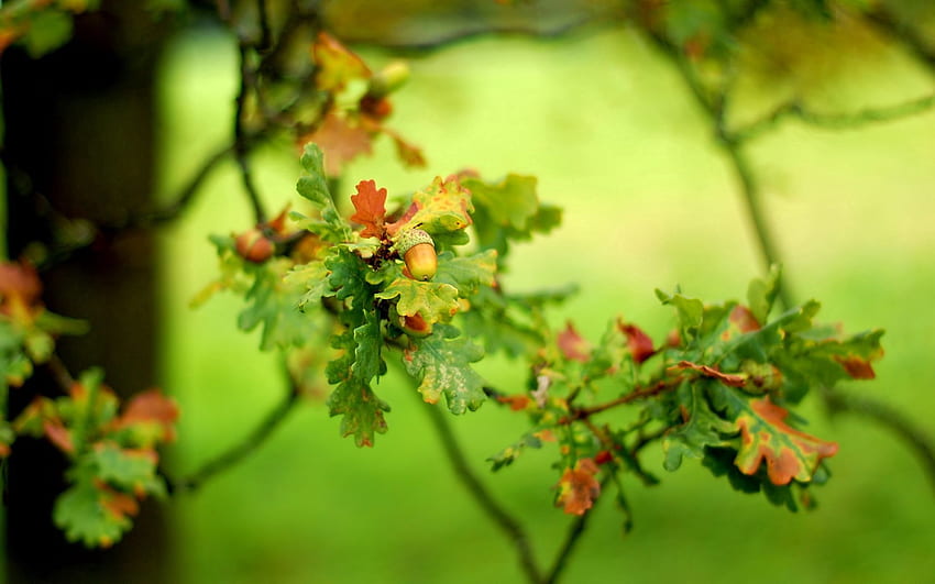 Nature, Leaves, Blur, Smooth, Oak, Acorn HD wallpaper