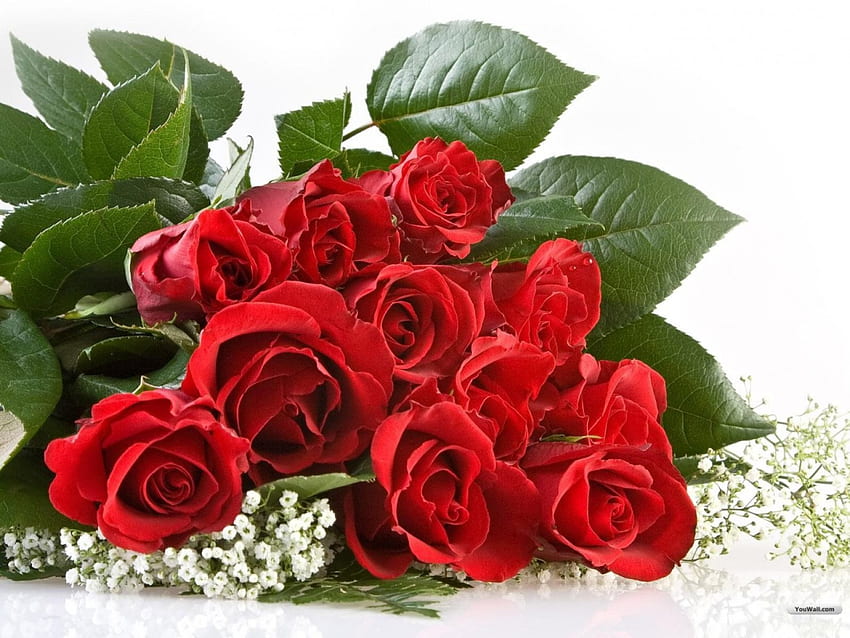 Hermosas rosas rojas, rama, rosas, amor, rojo fondo de pantalla | Pxfuel