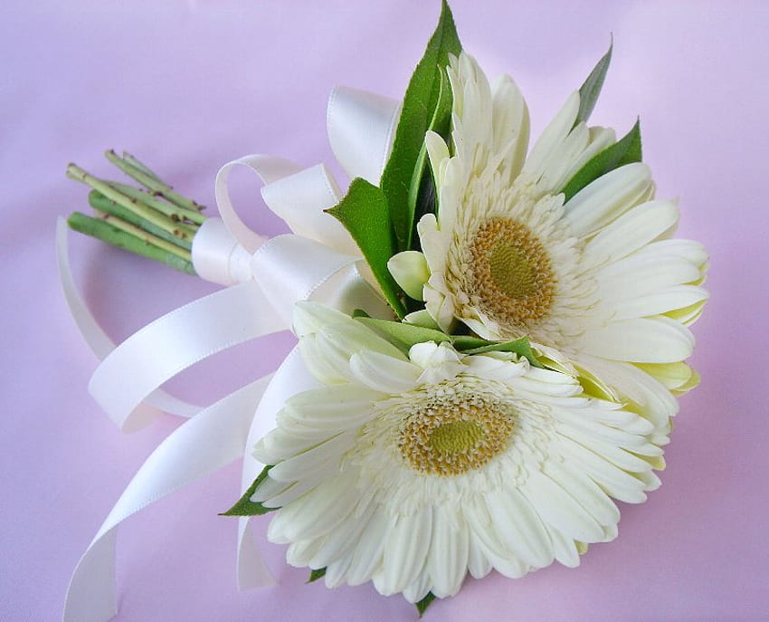 lembut, putih, bunga aster, lembut, hadiah Wallpaper HD