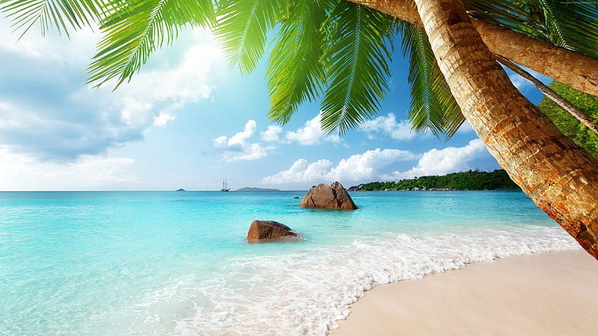 playa, , , palma. océano, naturaleza fondo de pantalla