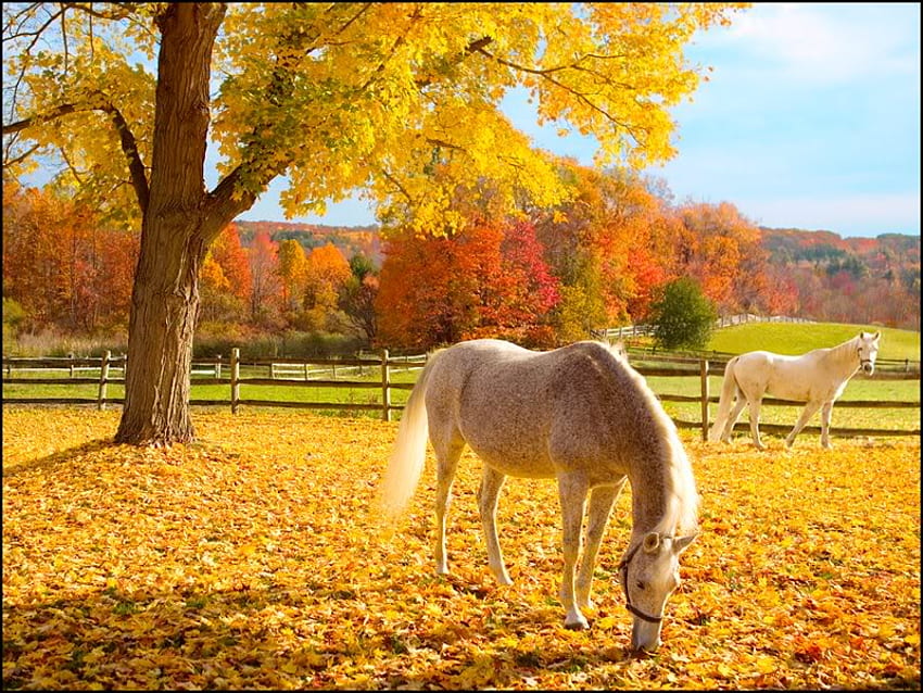 Хубав есенен ден, дървета, есен, коне, небе HD тапет