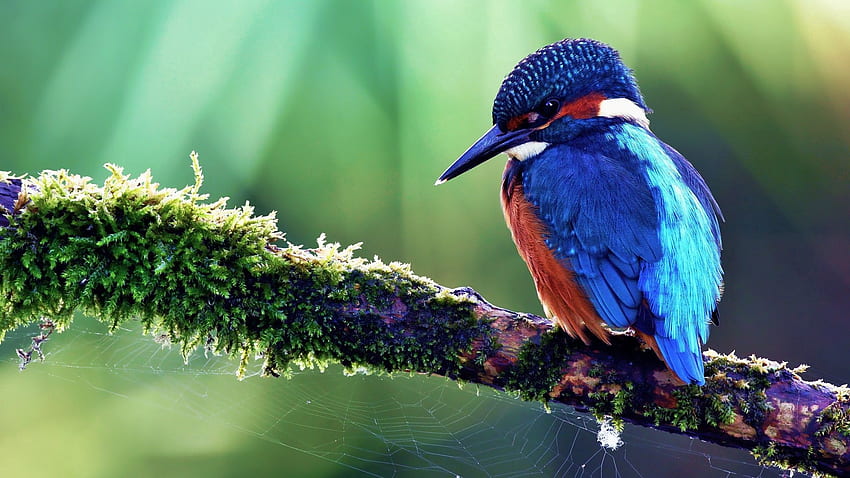Animais, Pássaro, Madeira, Sentar-se, Árvore, Cor, Tropical Bird papel de parede HD