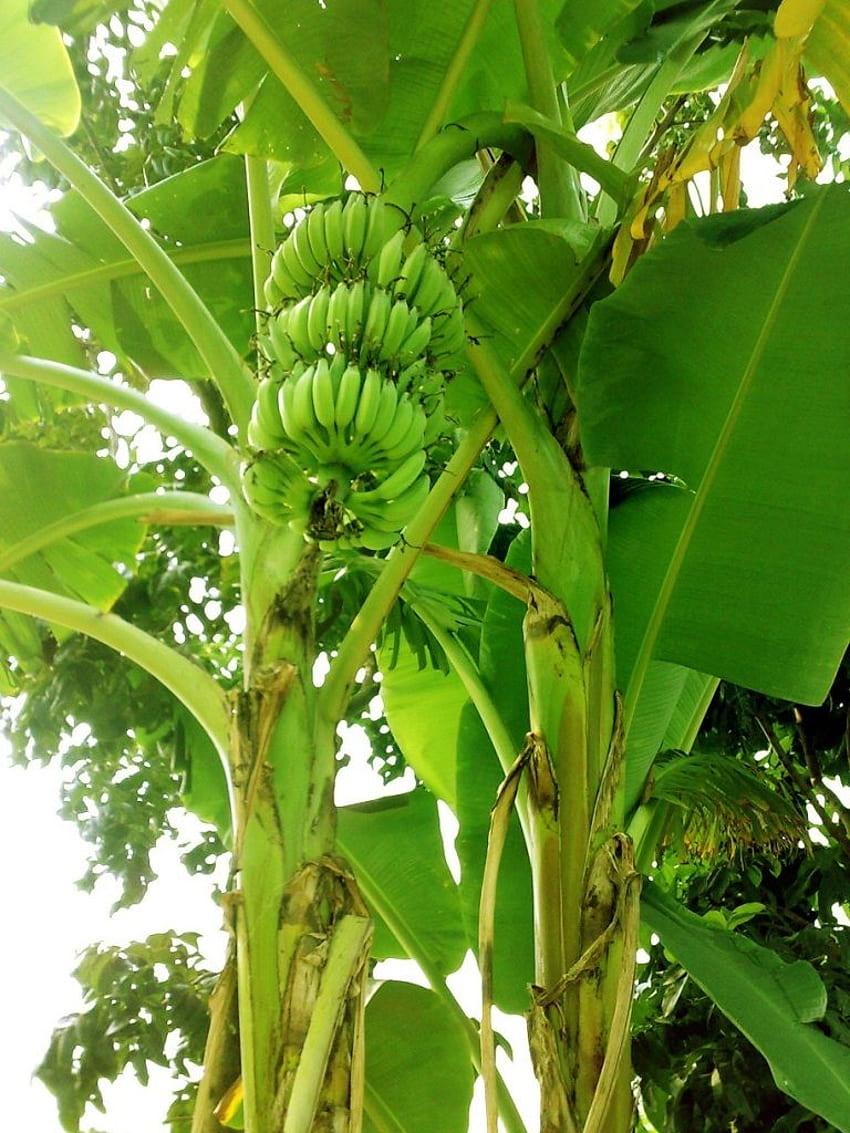 Banana tree HD wallpapers | Pxfuel