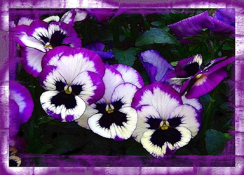 Pansy perfection, pansies, design, green leaves, framed, purple and white, artistic HD wallpaper