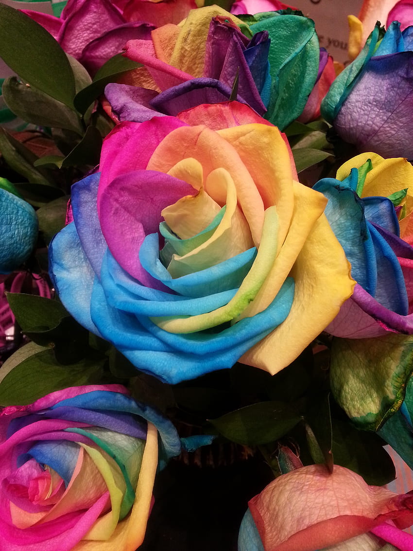 Flores, arco-íris, multicolorido, heterogêneo, flor rosa, rosa, iridescente Papel de parede de celular HD
