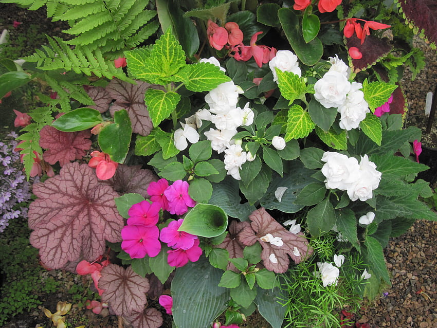 สวนดอกไม้ในเรือนกระจก 28 ขาว ชมพู น้ำตาล กราฟิเขียว ดอกไม้สวน วอลล์เปเปอร์ HD
