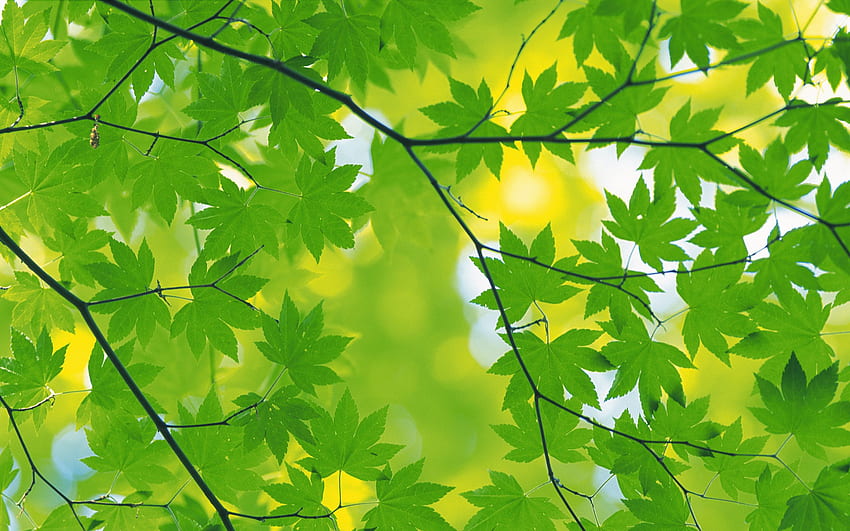 Green leaves. Green leaf , Leaf , Green nature HD wallpaper