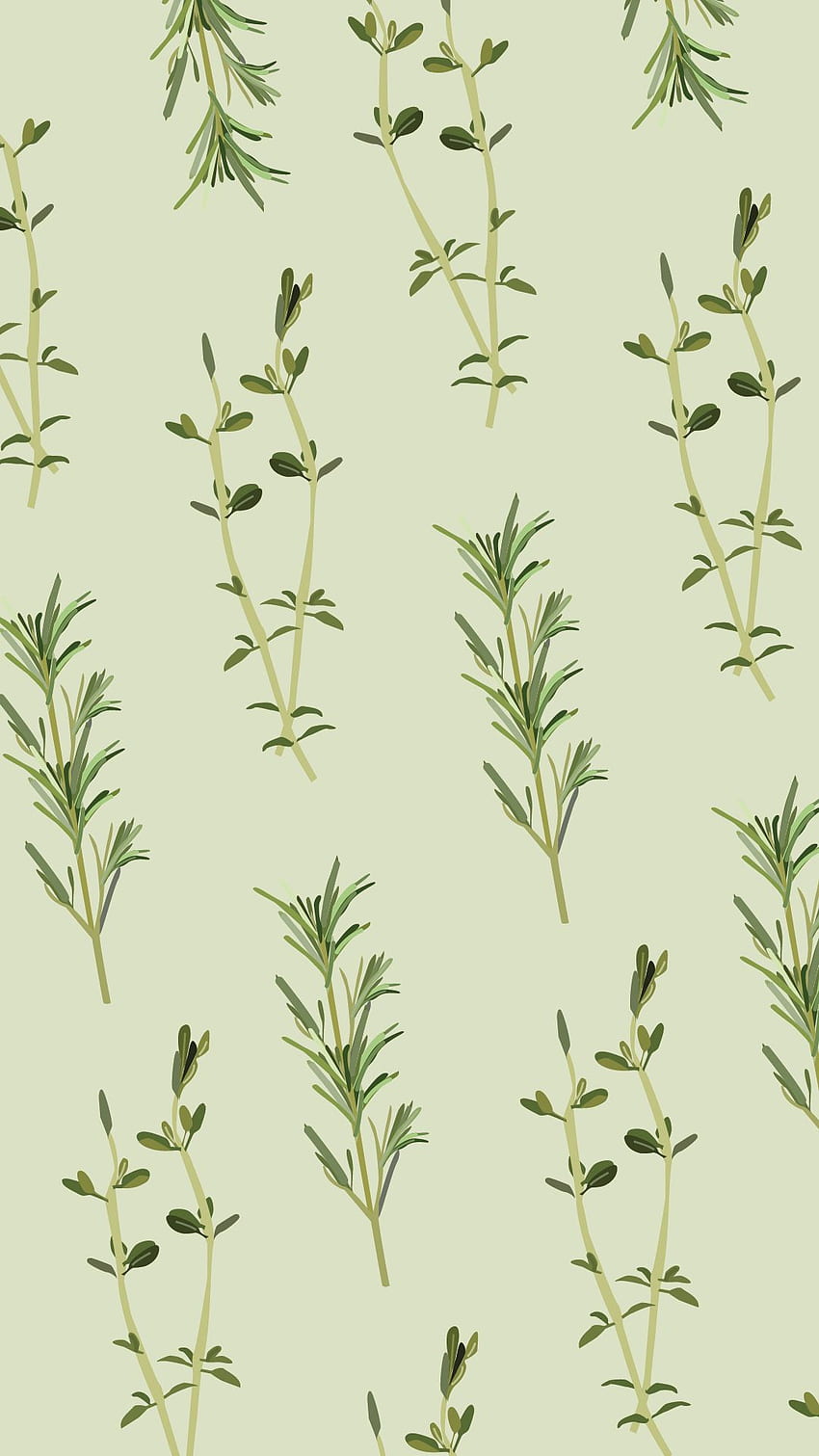 Sprigs of Herb Leaves Wallpaper for Walls  Herb Garden