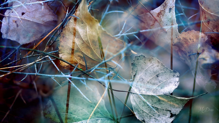 Leaf Scatter, biru, pastel, daun, lavender, musim gugur, musim gugur, rumput, tema Firefox Persona Wallpaper HD