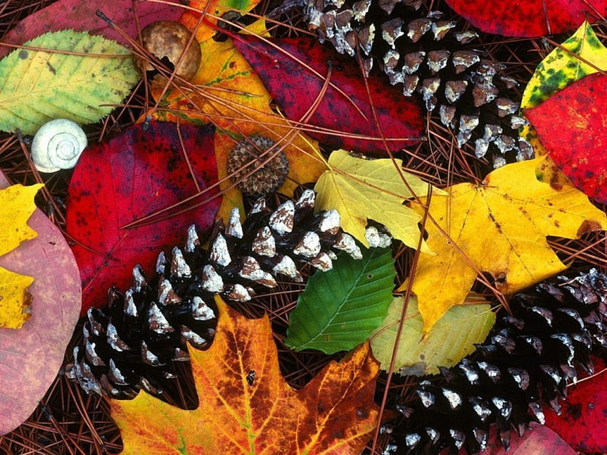 Natura Sałatka, liście, ślimak, mix kolorów Tapeta HD
