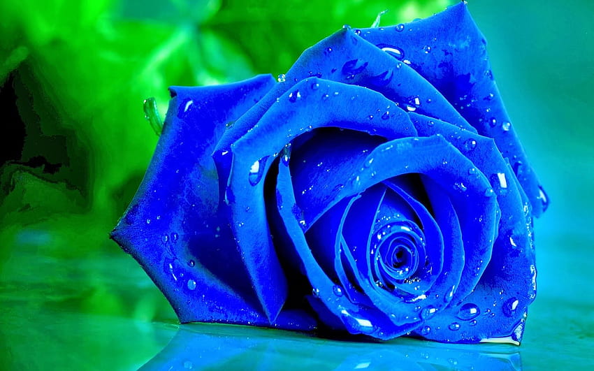 Bunga Stigma: Blue Rose, Blue and White Rose HD wallpaper