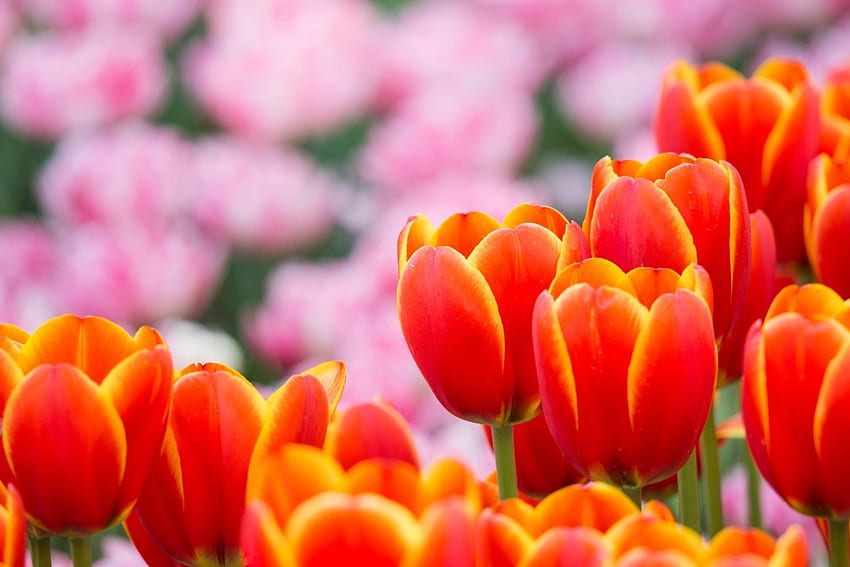 Wiosenne tulipany, kolorowe, ładne, ogrodowe, piękne, kwiaty, tulipany, wiosna Tapeta HD