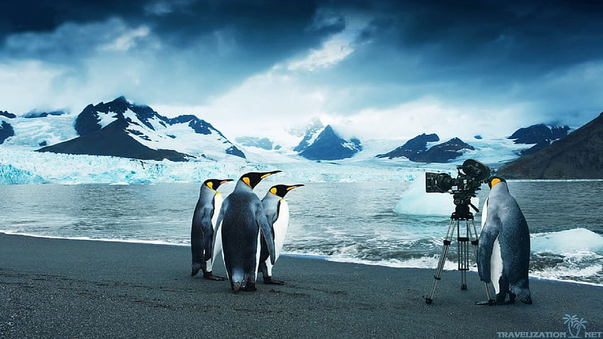 Penguin, Pinguin HD wallpaper