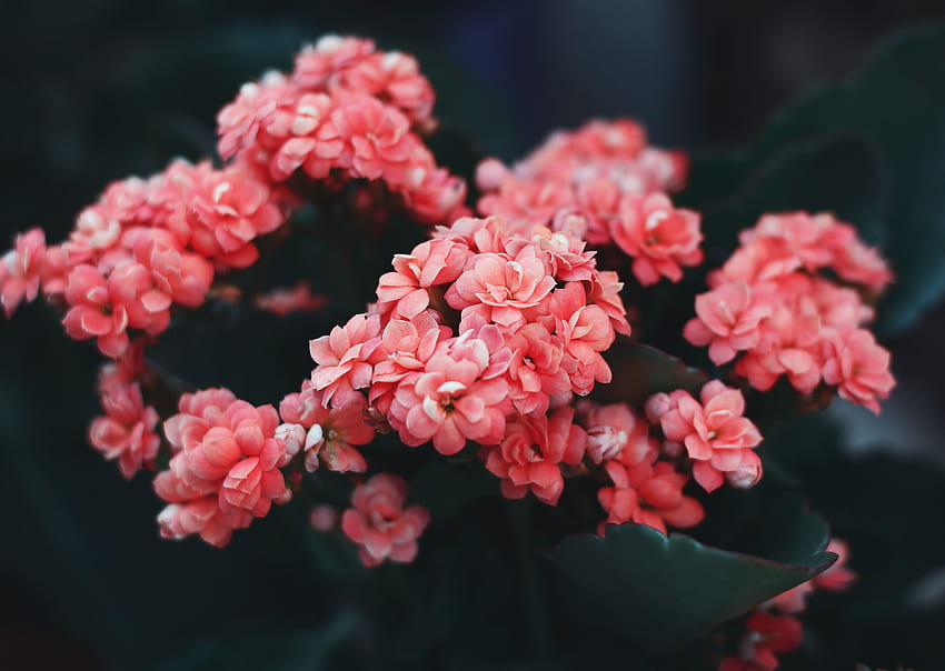 ดอกไม้ สีชมพู พุ่มไม้ บาน ดอก ดอกไม้ป่า วอลล์เปเปอร์ HD