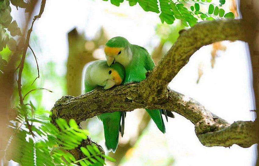 두 마리의 새, 나무, 자연, 새, 녹색 HD 월페이퍼