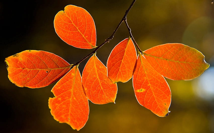 Nature, Autumn, Leaves, Branch, Veins HD wallpaper