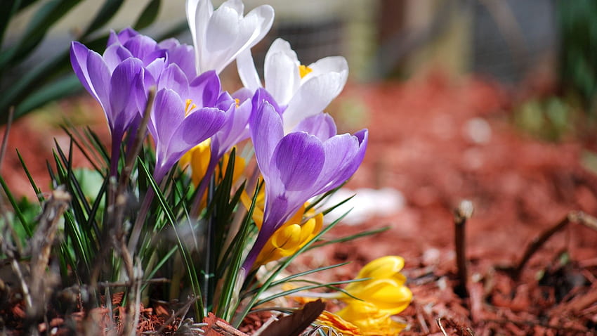 Пролет, цветя, растение, макро HD тапет