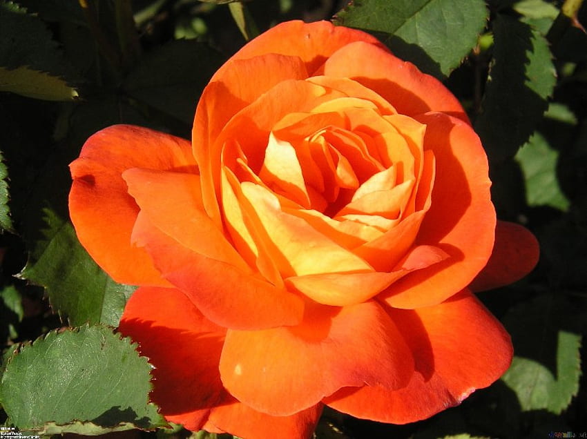 Orange rose, rose, flower, love, nature, orange HD wallpaper