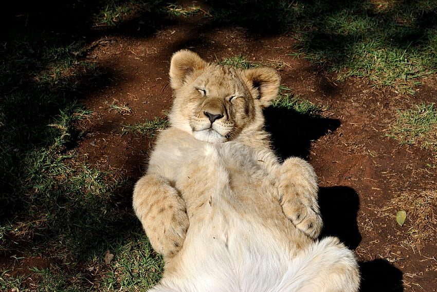 Zwierzęta, młody, lew, drapieżnik, relaks, odpoczynek, Joey, lwiątko Tapeta HD