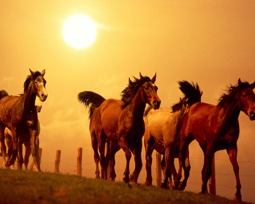 horses, sun HD wallpaper