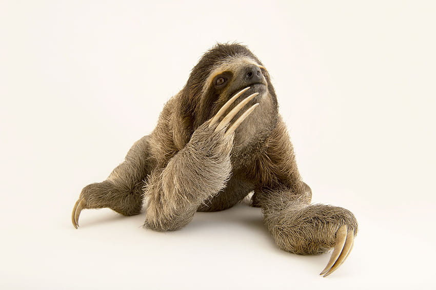 Three Toed Sloths, Kawaii Sloth HD wallpaper