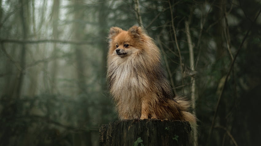 Guardian Of The Forest, dog, canine, forest, tree, stump HD wallpaper