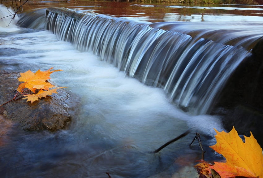 Cachoeiras, rio, fluindo, maple, córrego papel de parede HD