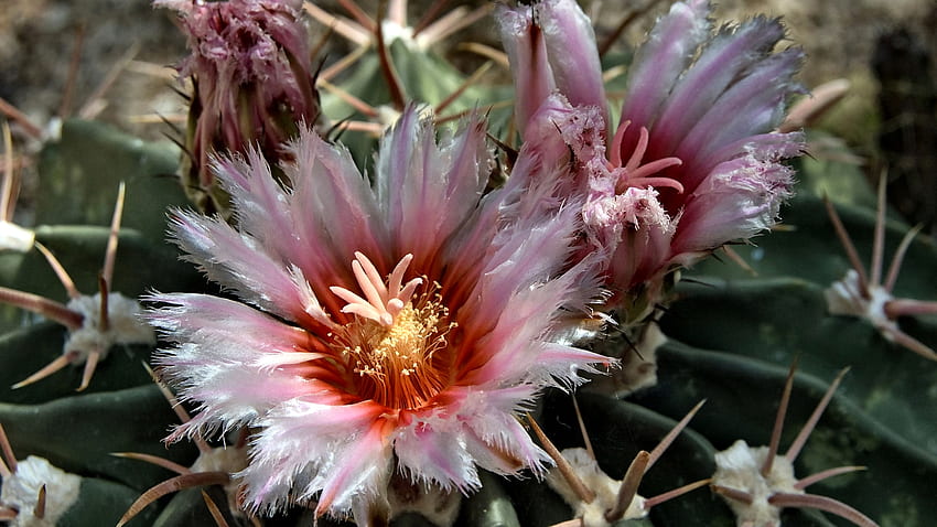 Flores de cactus rosa de garganta rubí, grafía, flores de cactus, floral, hermoso, romance, belleza, ancha, flor, amor, con volantes, cactus fondo de pantalla