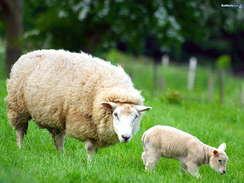 Domba ibu dan anak, hewan, satwa liar, lapangan, domba, mamalia, rumput Wallpaper HD
