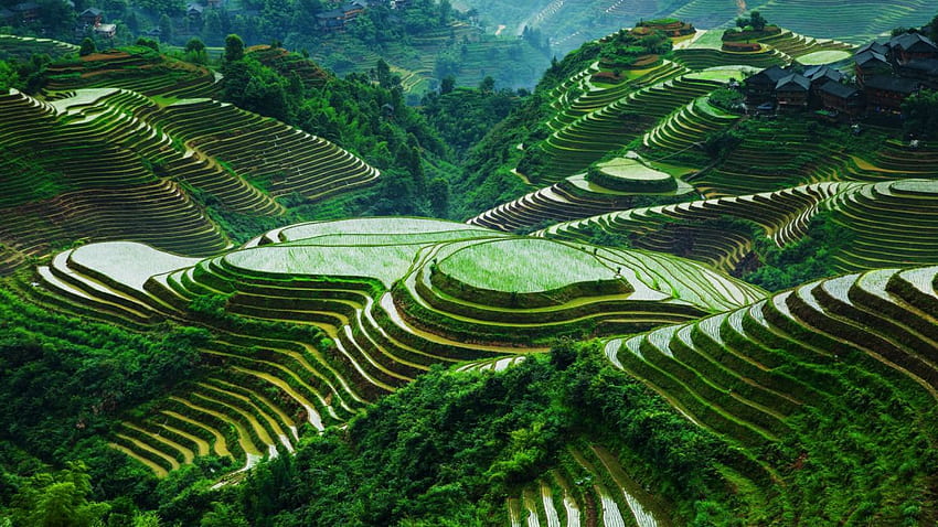 Guangxi Longsheng Rice Terraces Beautiful Landscape China, Beautiful China Scenery HD wallpaper