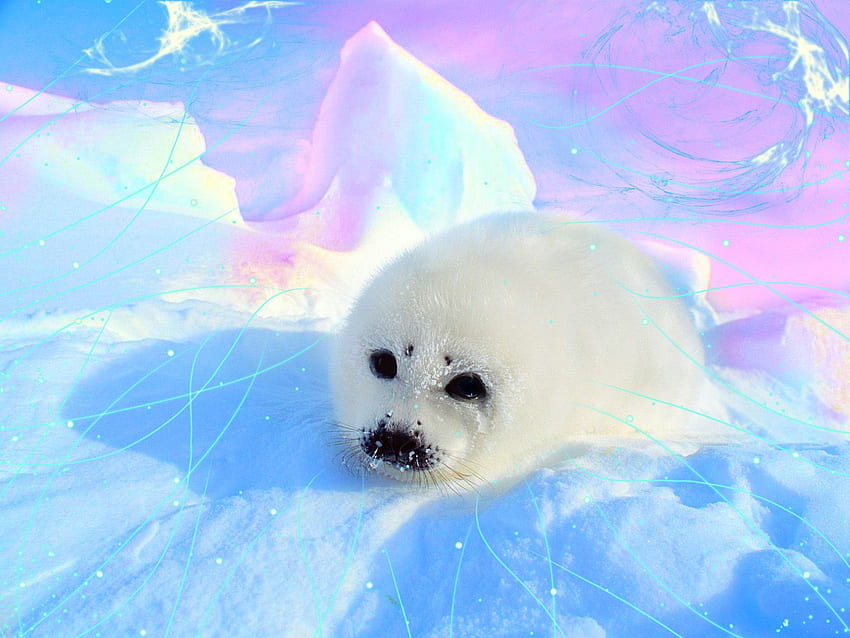 Pics For > Cute Baby Seals . Baby seal, Cute seals, Cartoon Seal HD wallpaper