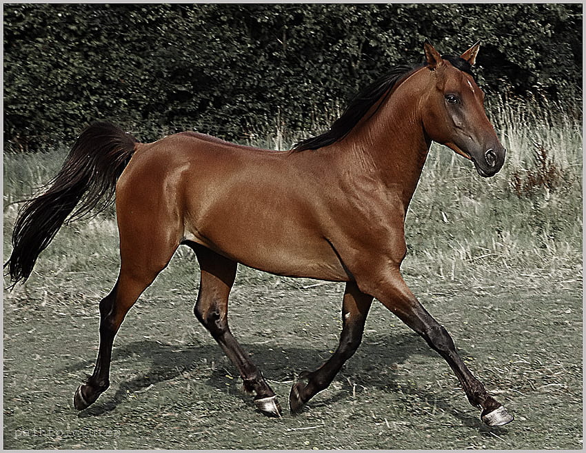 brown horse, animal, horse, brown, nice HD wallpaper
