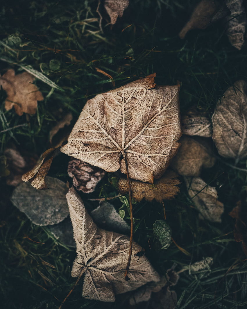 Nature, Sheet, Leaf, Frost, Hoarfrost HD phone wallpaper