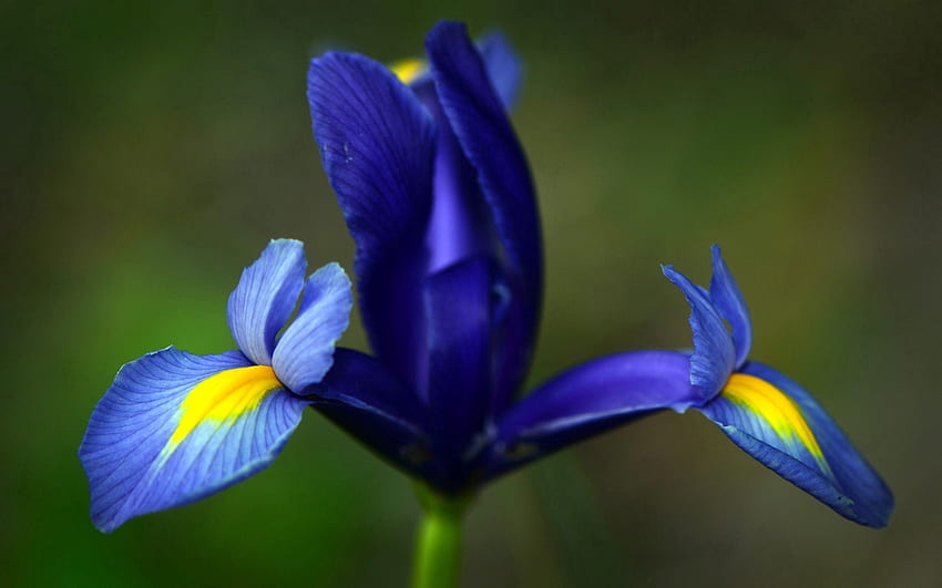 Iris, Flower, Macro, Petals, Stains, Spots HD wallpaper