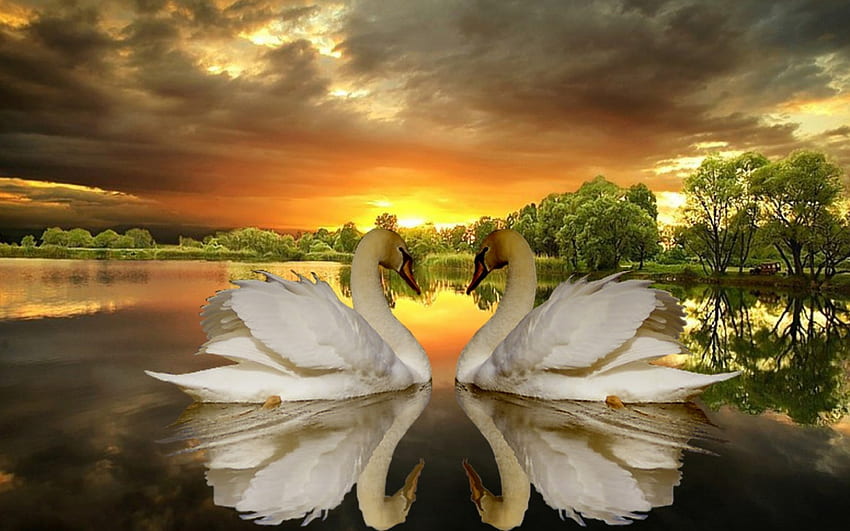 evening sun of love, bord, swan, lake, sunset HD wallpaper
