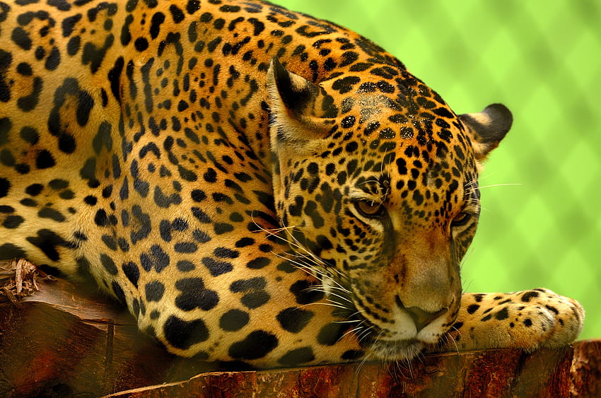 Zwierzęta, Jaguar, Kłamstwa, Pysk, Predator Tapeta HD