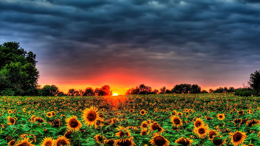 Sunflower Fields Background. Beautiful , and Naruto Background, Fall Sunflower HD wallpaper