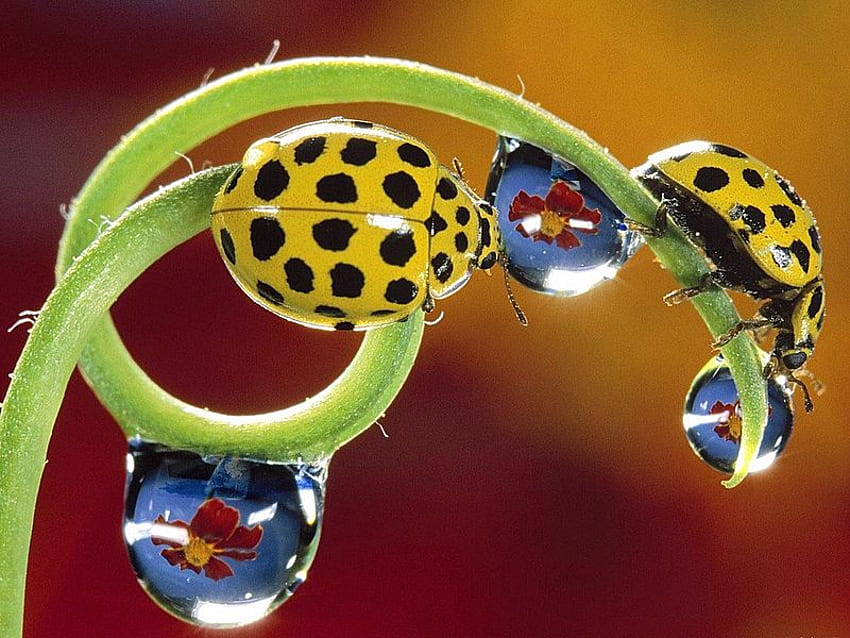 Dew Drop & Lady Bugs, drops, lady bugs, dew, yellow HD wallpaper