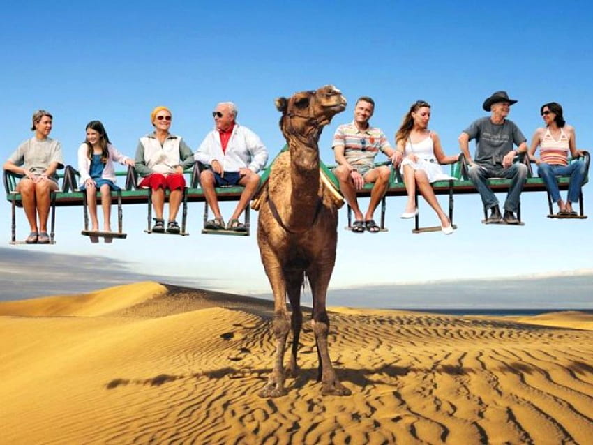 drôle, 8 personnes à dos de chameau, cool Fond d'écran HD